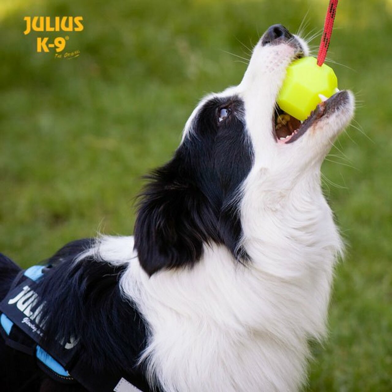 Julius-K9® IDC® Neon profesionalna loptica za odrasle pse - Žuta - Slika 4