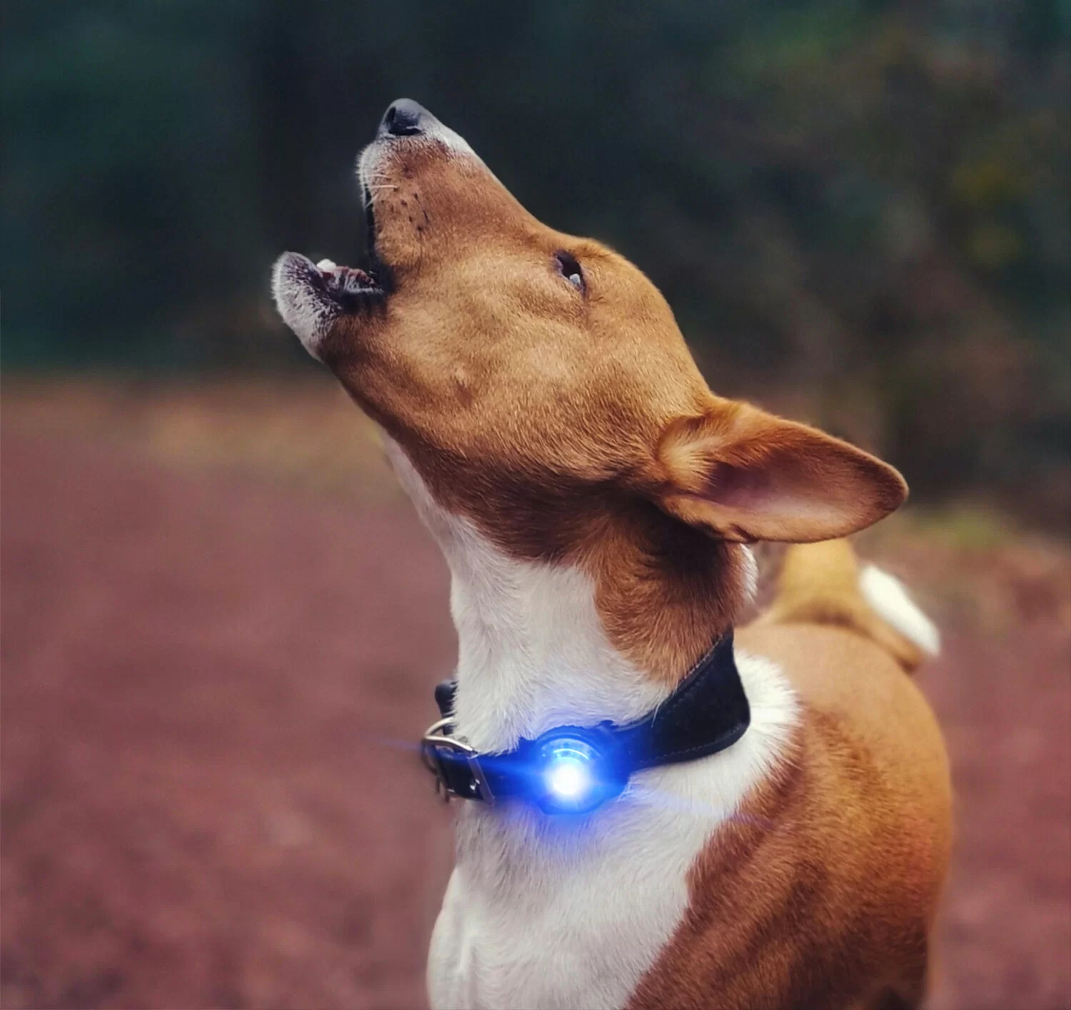 Trixie Flasher LED svjetlo za oprsnice i ogrlice za pse - Slika 2