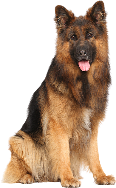 K9 Shop - Br. 1 za pse u Hrvatskoj!